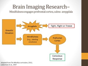Brain Imaging Research–